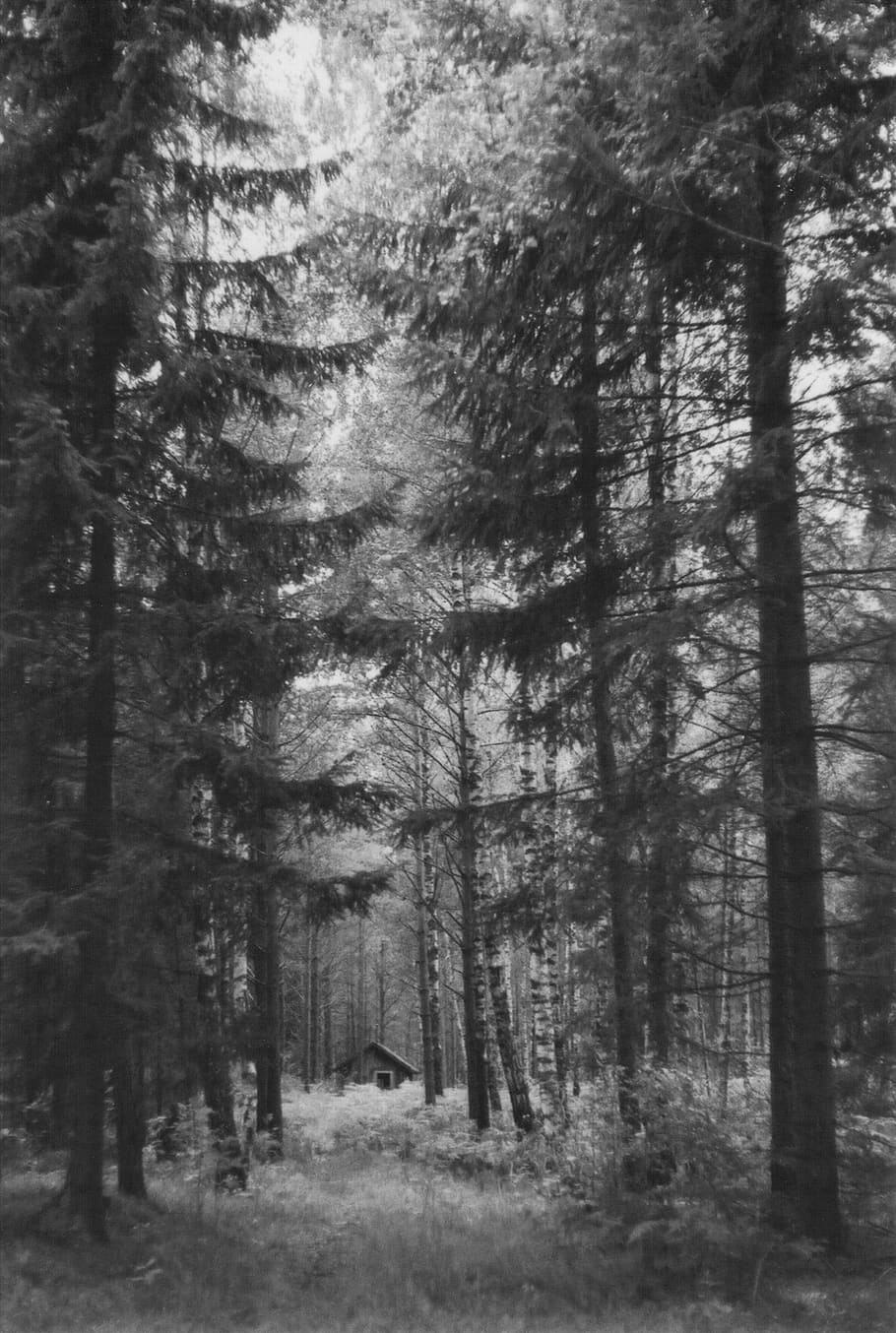 rooszan, tree, forest, plant, land, woodland, tree trunk, growth HD wallpaper