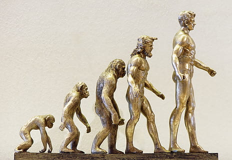 evolution, development, forward, monkey, human, changes, knowledge HD wallpaper