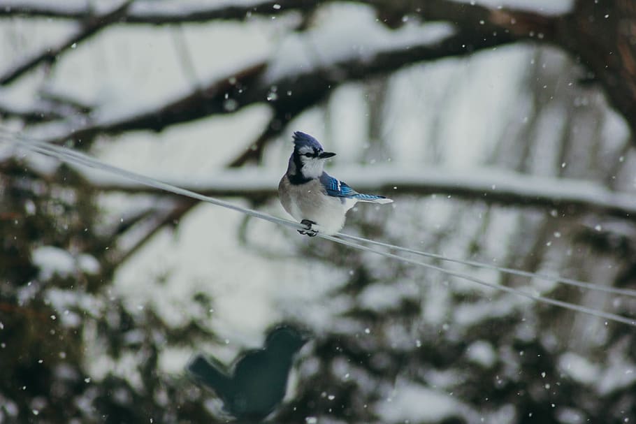 whit and blue bird on white cable, jay, animal, blue jay, winter