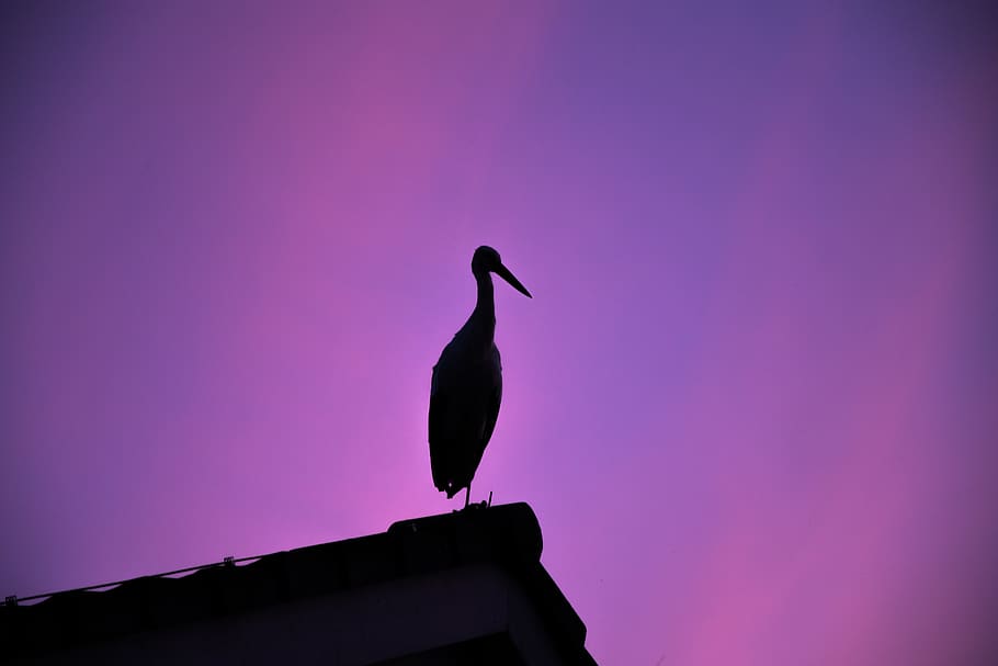silhouette of bird on roof, animal, waterfowl, ardeidae, heron, HD wallpaper