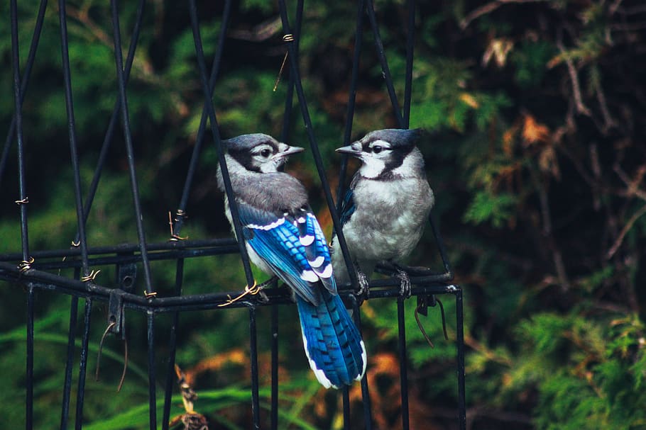 bird, two, upclose, bluejay, vertebrate, animal, animal themes HD wallpaper