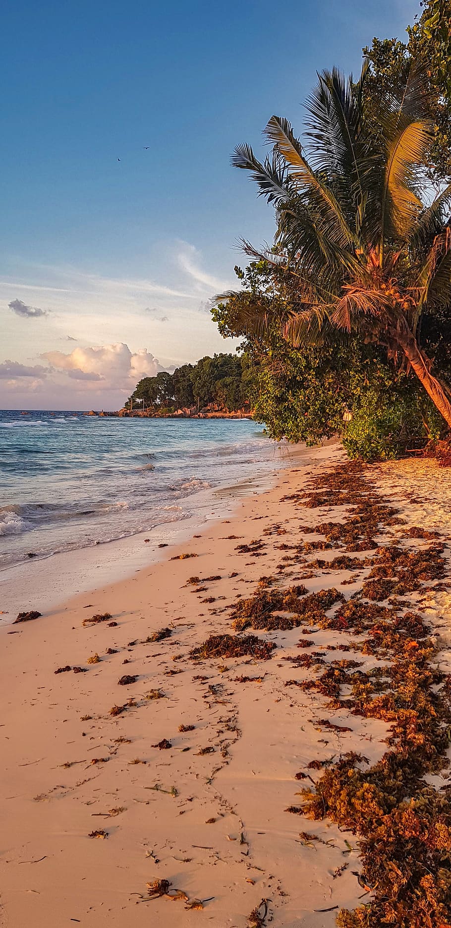 seychelles, sunset, beach, palm trees, the sky, ocean, an island HD wallpaper