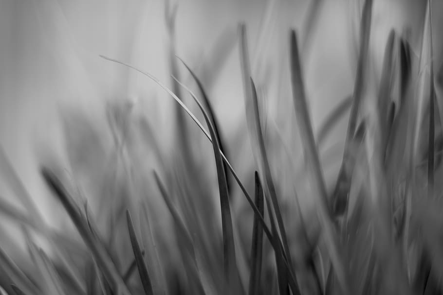 macro, grass, black and white, value, growth, plant, close-up HD wallpaper