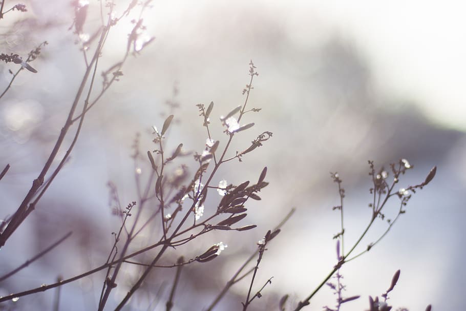 winter, snow, herb, grass, frozen, plant, growth, beauty in nature HD wallpaper