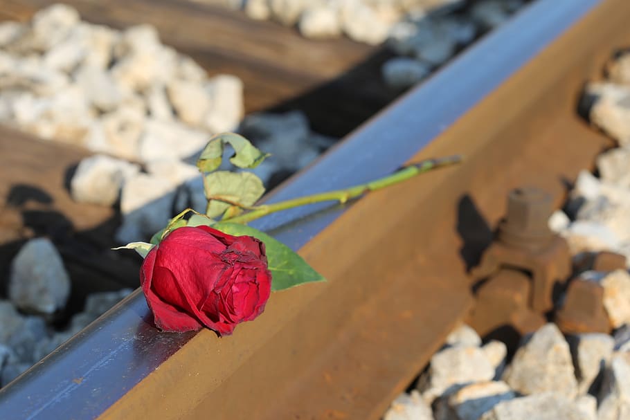 red rose, railway, love asleep, lost love, touching, loving memory, HD wallpaper