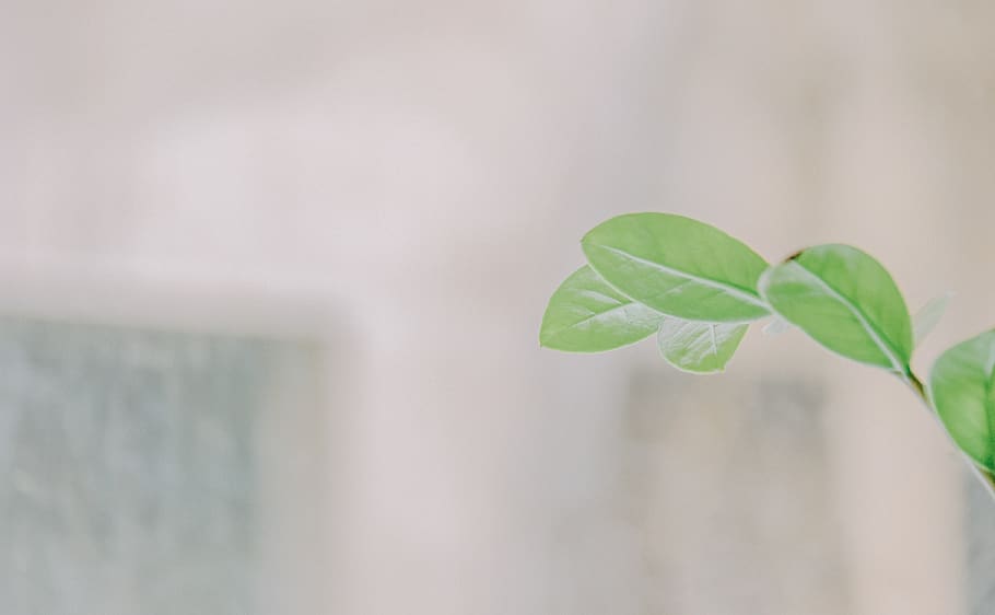 green, natural, nature, landscape, leaves, sky, environment HD wallpaper