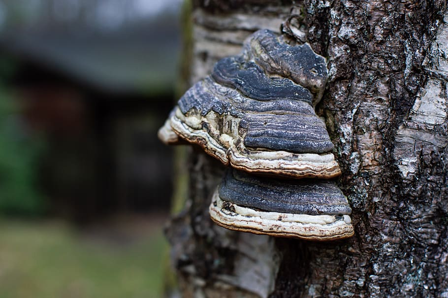 tree, bark, mushroom, nature, wood, trunk, focus on foreground HD wallpaper