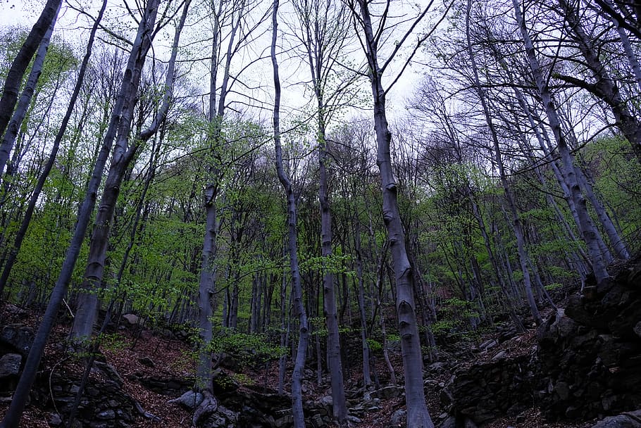 tree, plant, ground, tree trunk, nature, birch, wood, green HD wallpaper