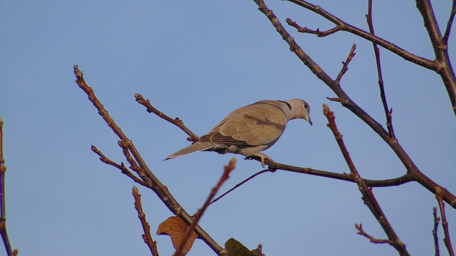 single bird, birds, tree, pigeon, alone, feathers, fauna, animal HD wallpaper