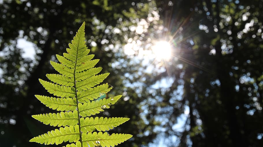 sun, light, forest, fern, remote, blossom, bloom, flowers, nature HD wallpaper