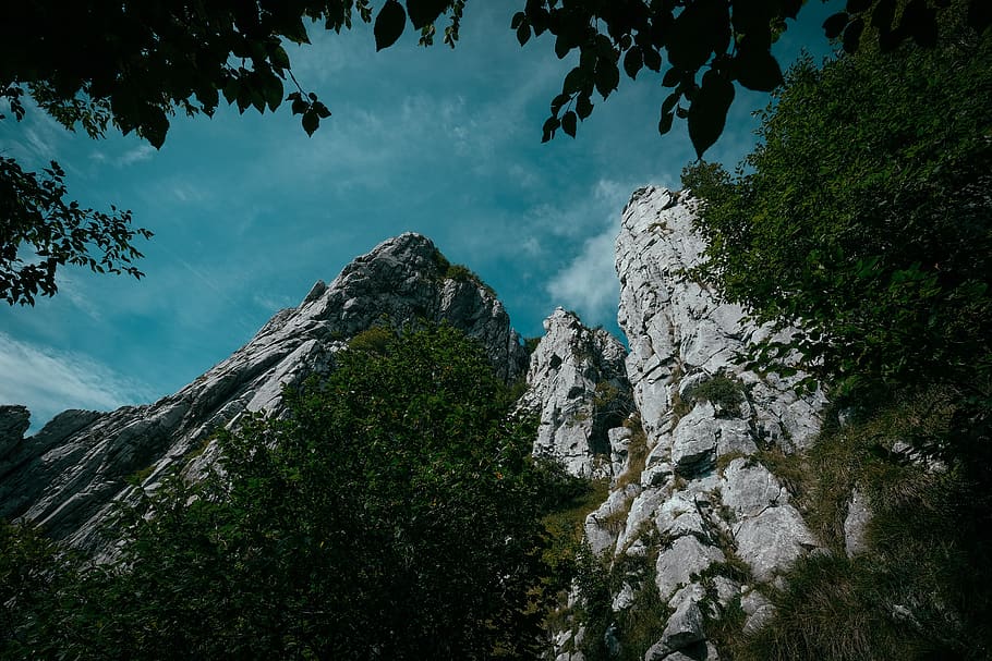 green trees and mountain, plant, outdoors, nature, abies, fir HD wallpaper