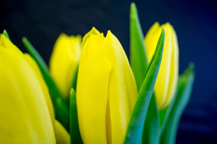 nature, easter, tulip, no one, flower, plant, garden, spring HD wallpaper