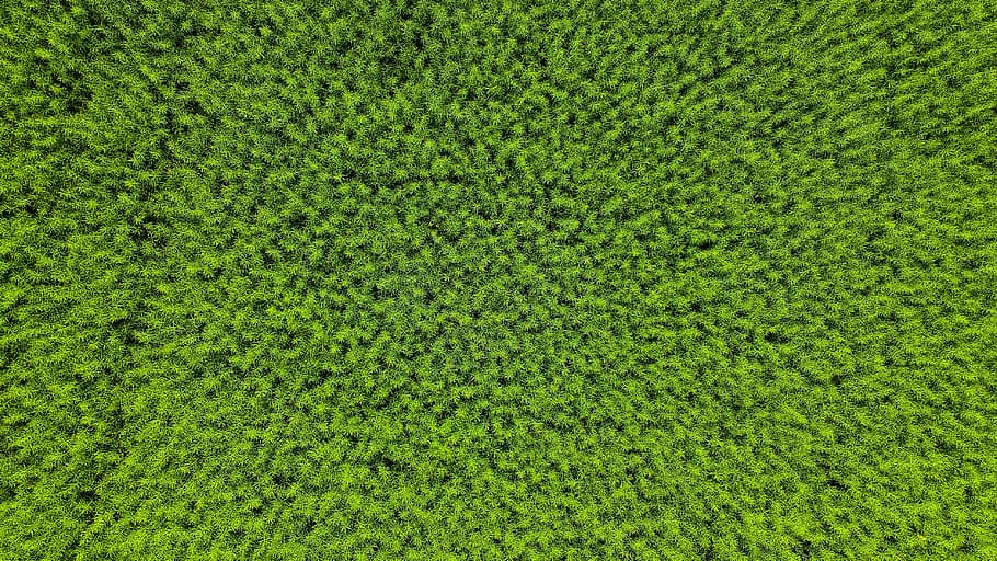 green grasses, switzerland, jura, fence, flora, hedge, plant HD wallpaper