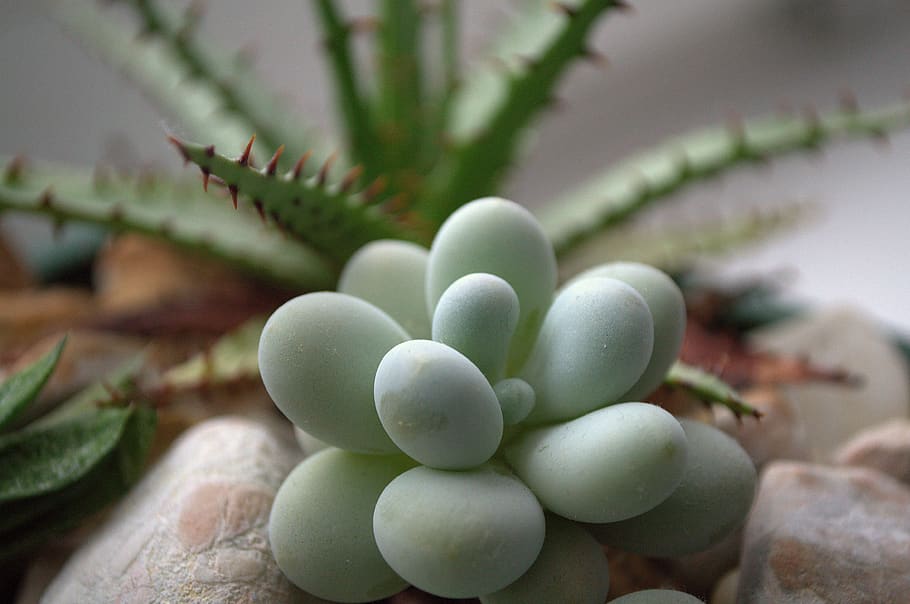 plant, green, thorns, cactus, flower, no people, close-up, green color HD wallpaper