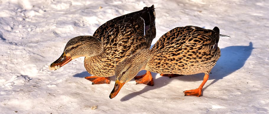 ducks, mallards, snow, winter, cold, colorful, water bird, duck bird HD wallpaper