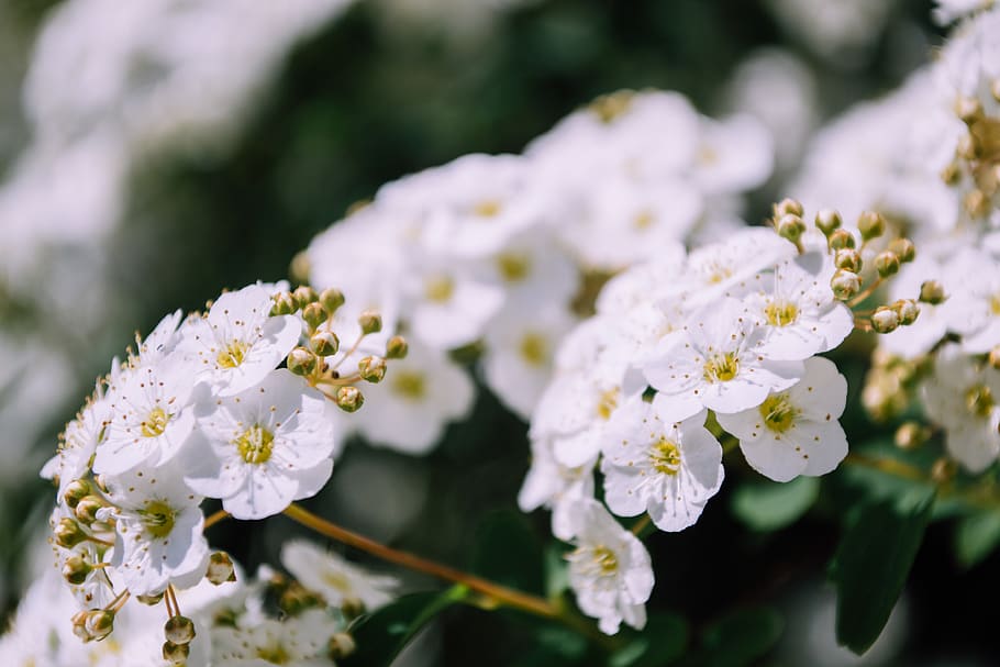 flower, flowers, white, white flower, stem, macro, macro pestle, HD wallpaper