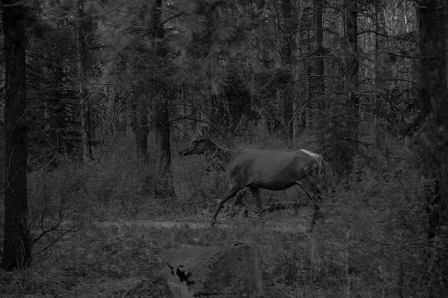 grayscale doe walking in trees, wildlife, animal, mammal, antelope HD wallpaper