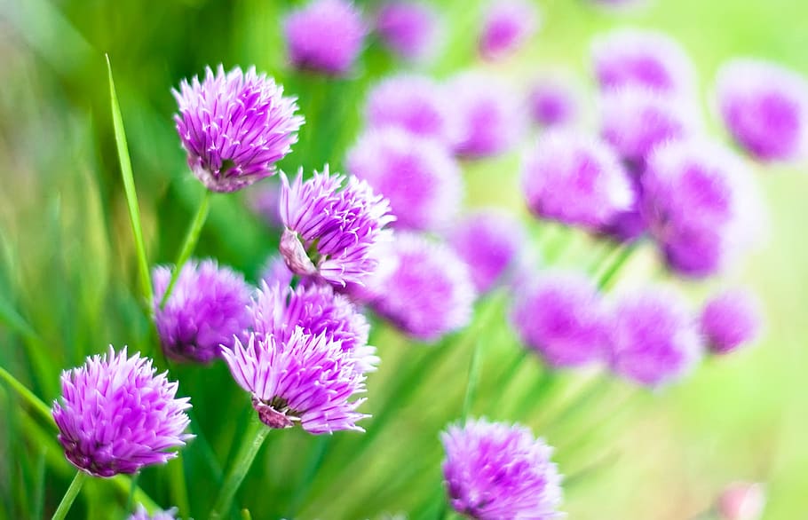 flowers, spring, background, violet, floral, frame, macro, blossom HD wallpaper