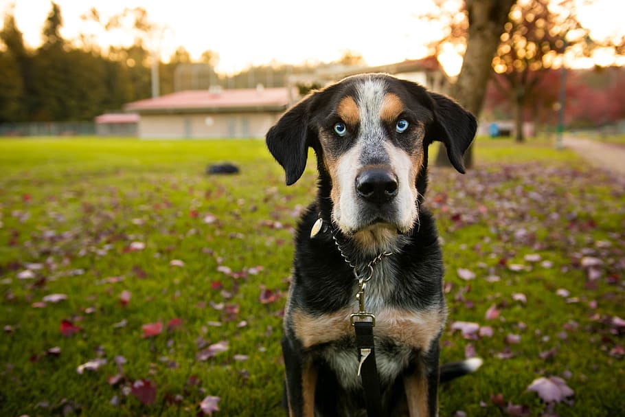 vancouver, pixel paw, autumn, fall, blue eye, dog, canine, domestic HD wallpaper
