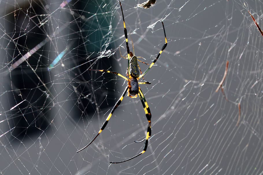 spider, spider web, nature, insects, macro, cobwebs, animal HD wallpaper
