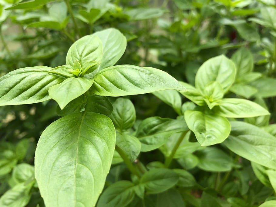 HD wallpaper green plant basil leaf plant part green color