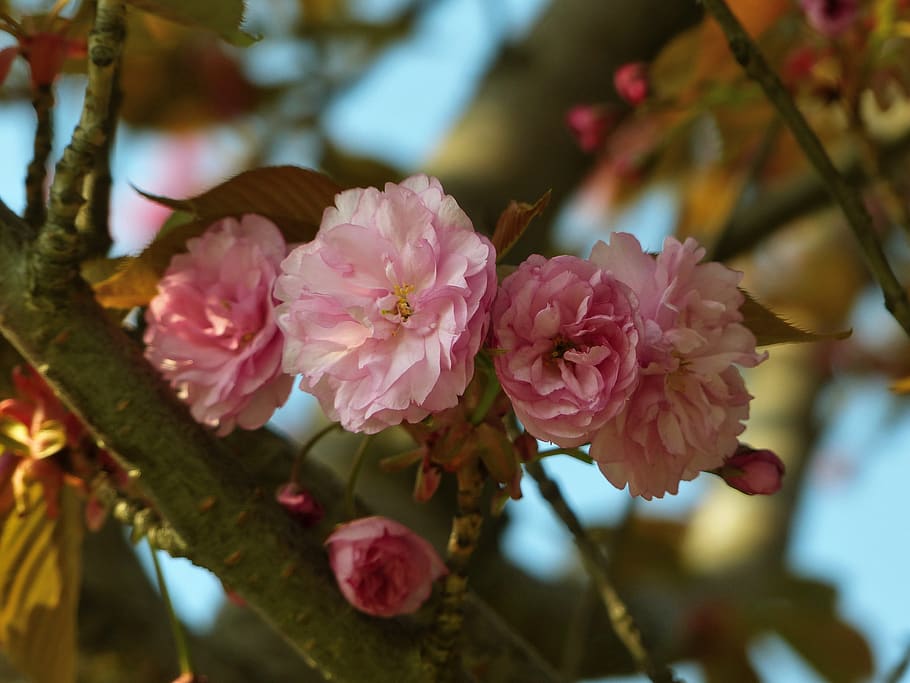 sakura, bloom, spring, pink, tree, japanese, nature, garden HD wallpaper