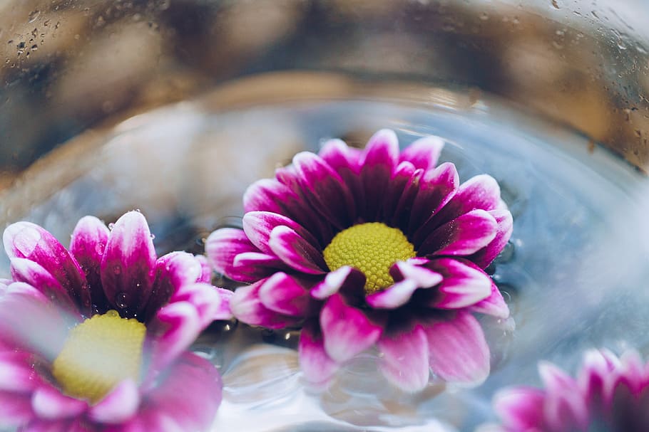 Flowers In Water Close Up Photo, Relax, Spring, Spa, flowering plant HD wallpaper