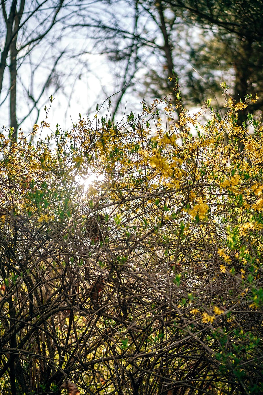 Yellow Bush, plant, tree, growth, branch, beauty in nature, tranquility HD wallpaper