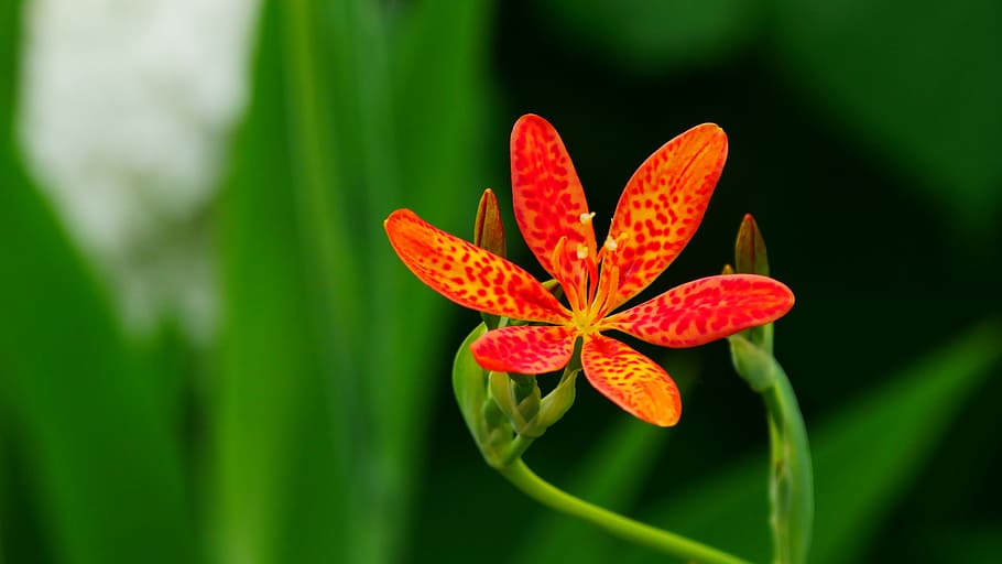 Flowers and buds of an ornamental plant Iris domestica, commonly known as leopard lily, blackberry lily, and leopard flower. The bloom of each individual flower only last a single day.