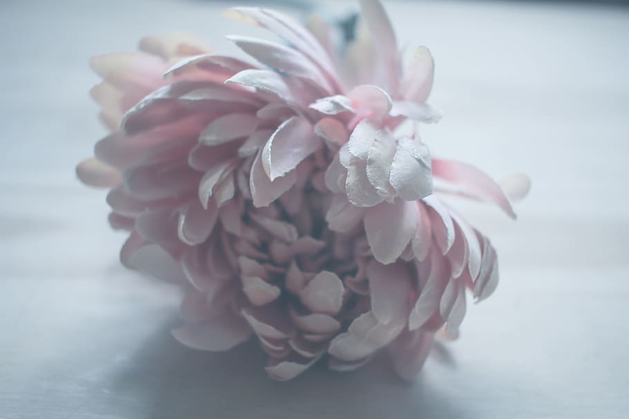 flower, flowering plant, close-up, pink color, indoors, freshness HD wallpaper