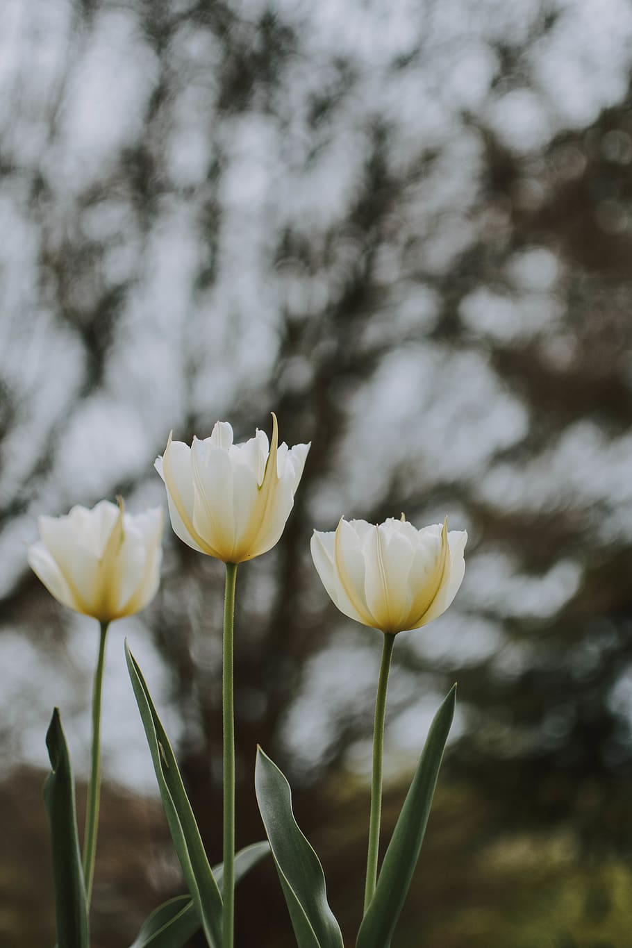 white-petaled floewr, plant, blossom, flower, tulip, crocus, bud HD wallpaper