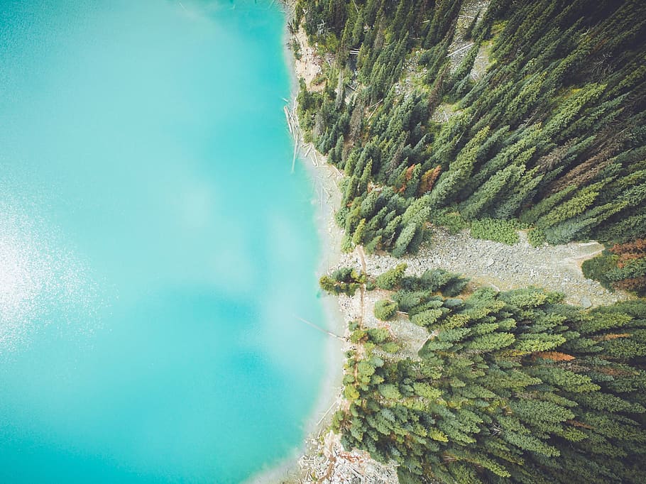 pine, trees, leaves, plants, forest, water, sea, ocean, blue HD wallpaper