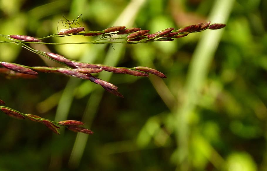 grass, insect, bug, summer, tiny, green, plant, growth, close-up HD wallpaper