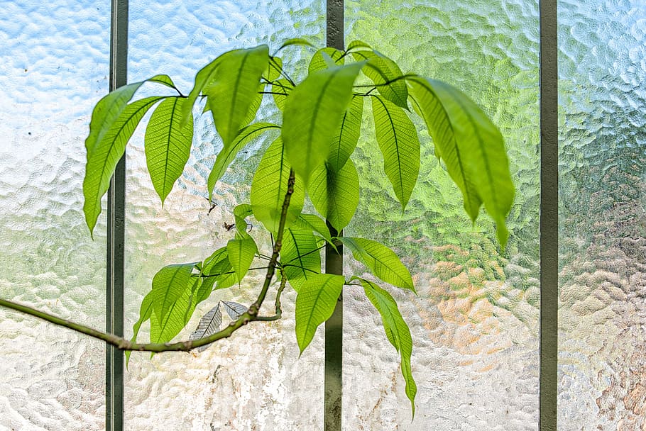 glass, wall, green, leaf, interior, plant, plant part, green color HD wallpaper