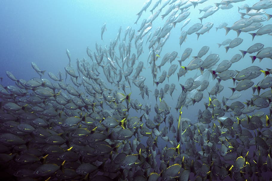school of gray fish, underwater, sea, animal, animals in the wild HD wallpaper