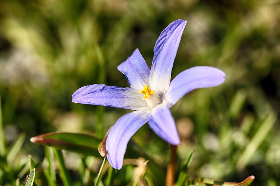 flower, blue, macro, bloom, nature, flowering plant, freshness HD wallpaper