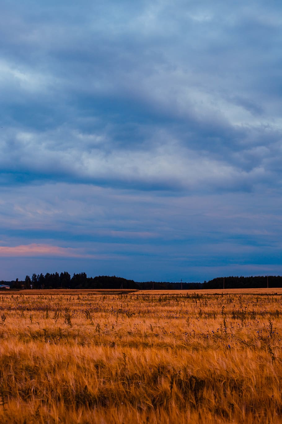 Brown Grass Field Under Blue and White Cloudy Sky, clouds, daylight HD wallpaper