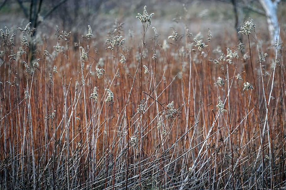 outdoor, winter, landscape, plant, growth, nature, day, no people HD wallpaper