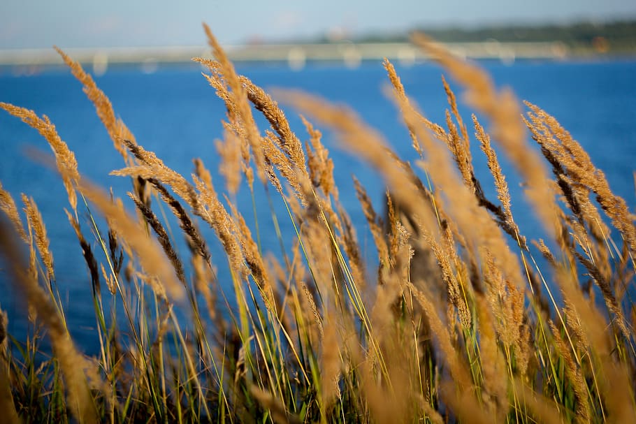 beach, sea, grass, plant, growth, nature, no people, tranquility HD wallpaper