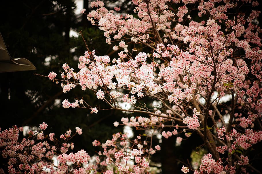 美國, 紐約, flowering plant, growth, tree, beauty in nature HD wallpaper