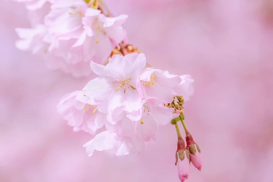 japanese cherry, tree, spring, branch, blossom, bloom, pink HD wallpaper