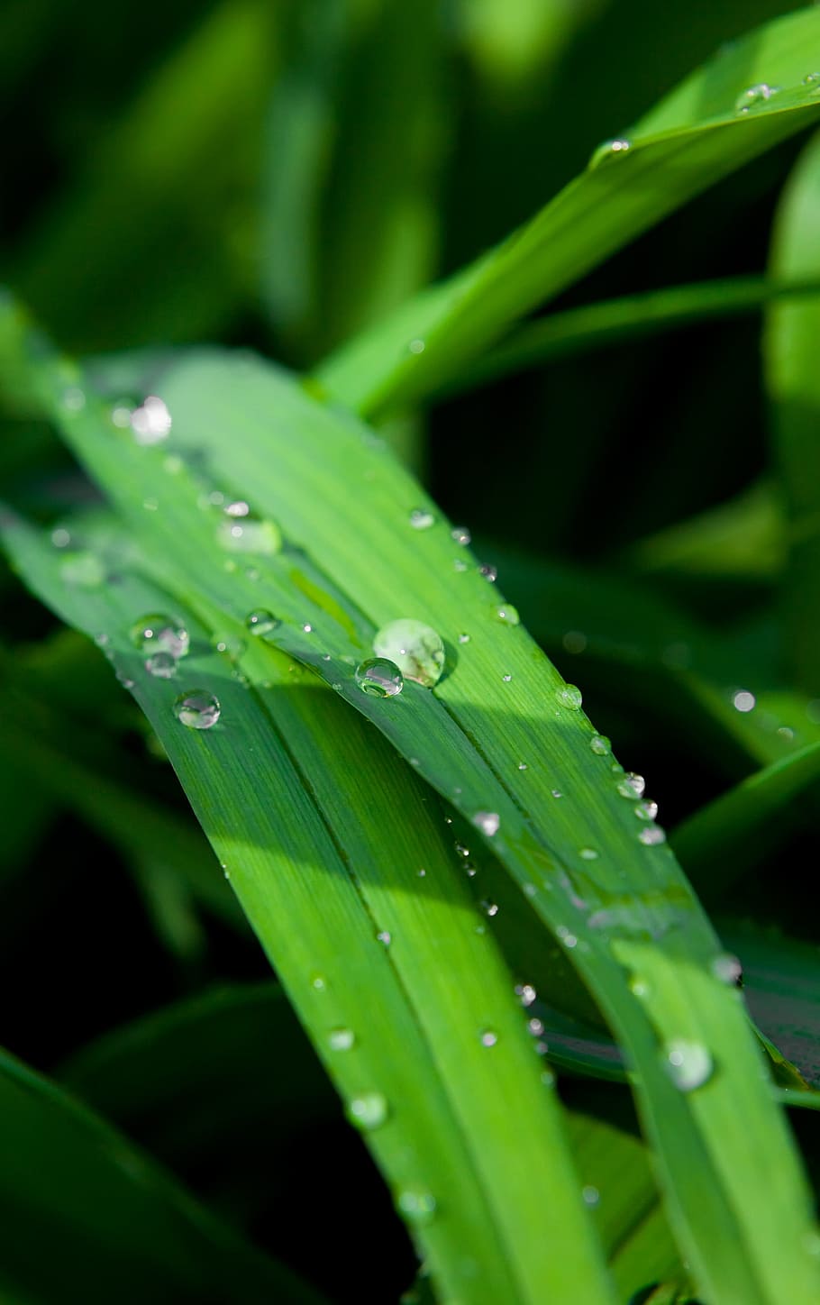 con2011, background, field, fresh, garden, grass, green, growth HD wallpaper