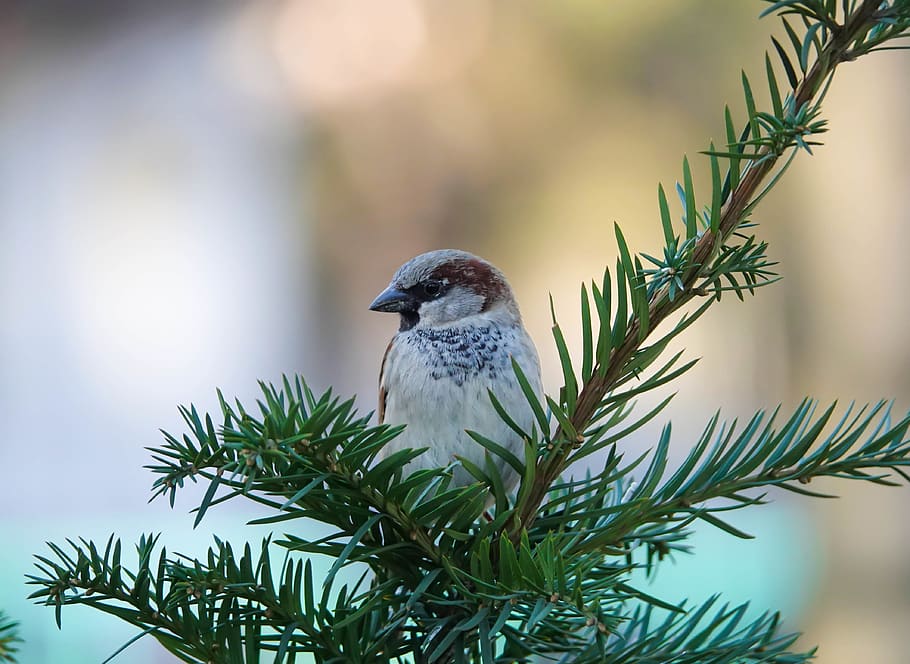 passer, sparrow, bird, spring, nature, one animal, vertebrate HD wallpaper