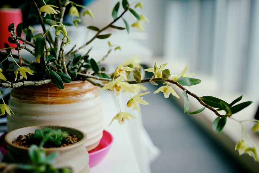 green-leafed plant on white ceramic pot, vase, pottery, jar, potted plant, HD wallpaper