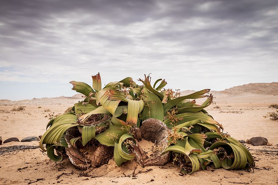 soil, outdoors, nature, sand, ground, plant, dune, desert, blossom HD wallpaper