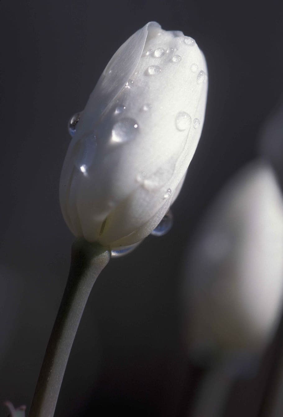 bud, white, tulip, fresh, flower, nature, fragrance, garden HD wallpaper
