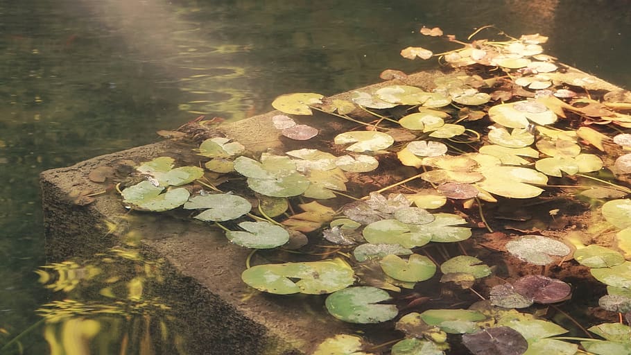 lily pods on pond, plant, blossom, flower, pond lily, rug, leaf HD wallpaper
