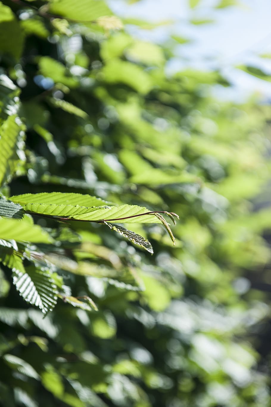 plant, growth, green color, plant part, leaf, close-up, nature HD wallpaper