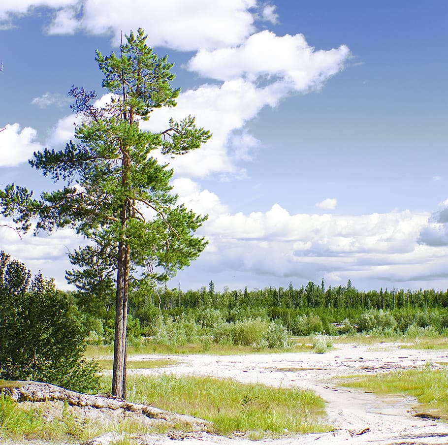 tree, green, landscape, woods, sky, clouds, summer, vivid, nature HD wallpaper