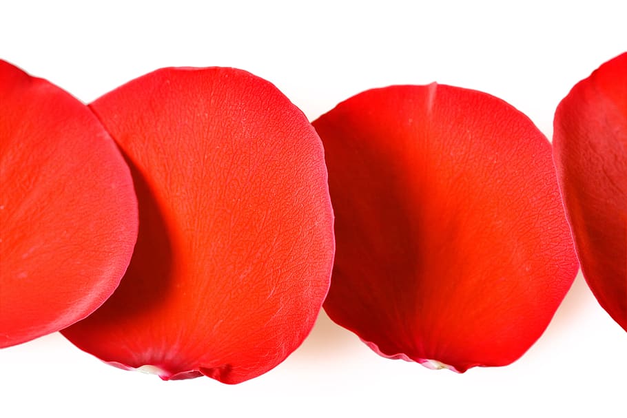 con2011, rose, petals, red, studio shot, white background, flower HD wallpaper